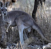 8-Day Authentic Outback Adventure Tour of Cunnamulla Including Round-Trip Air Transfer from Brisbane - C Tourism
