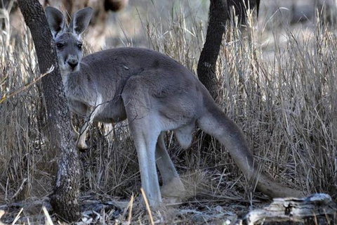 8-Day Authentic Outback Adventure Tour Of Cunnamulla Including Round-Trip Air Transfer From Brisbane - C Tourism 0
