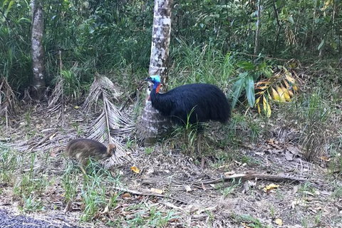 Daintree Luxury Limousine Tour - Full Day - C Tourism 8