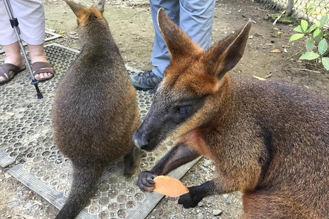 Daintree Luxury Limousine Tour - Full Day - C Tourism 7