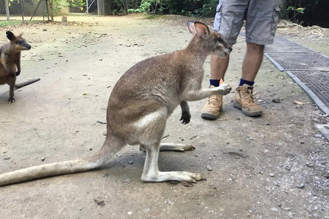 Daintree Luxury Limousine Tour - Full Day - C Tourism 10