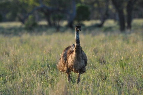 9-Day Cunnamulla Outback Exploration Backpacking Trip From Brisbane - C Tourism 1
