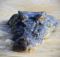 1 Day Rockhampton Highlights Private Tour with Pickup - C Tourism