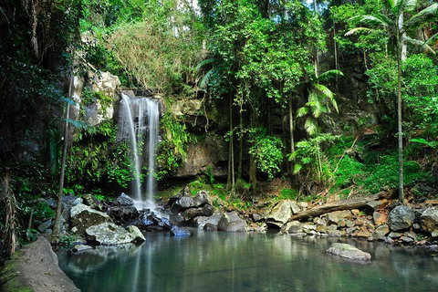 Tamborine Mountain & Gold Coast Tour - C Tourism 0