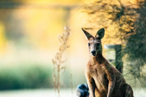 Gold Coast Escape The City Flexible Day Tour From Brisbane - C Tourism 2
