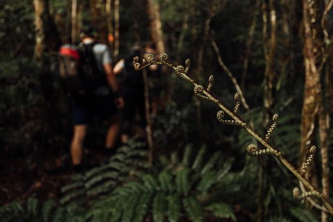 Cairns Rainforest Hiking Experience Incredible Mountains Remote Waterfall - C Tourism 2