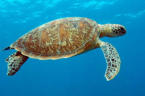 Cairns & Port Douglas All-Inclusive 7 Days Touring Package - C Tourism 1