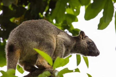 Cairns & Port Douglas All-Inclusive 7 Days Touring Package - C Tourism 8
