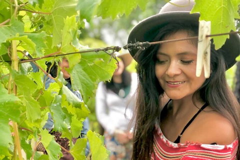 Mt Tamborine Wine Tour - C Tourism 4