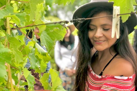 Hinterland Heritage Wine Tour - C Tourism 8
