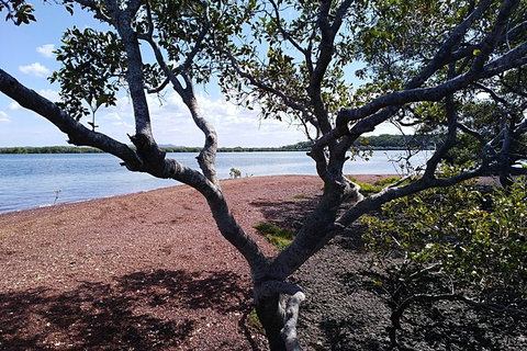 Private Full-Day Guided Tour: Russell Lamb Macleay And Karragarra Islands - C Tourism 17