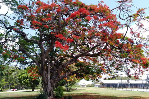 Private Full-Day Guided Tour: Russell Lamb Macleay And Karragarra Islands - C Tourism 28