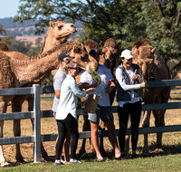 Camel Farm Discovery - C Tourism