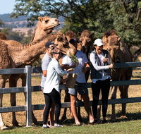 Camel Farm Tour and Taste near Brisbane - C Tourism