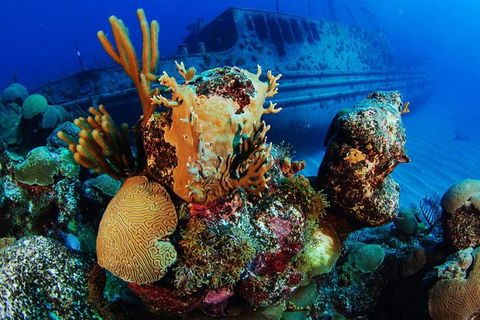 PADI Diving Courses On The Gold Coast - C Tourism 3
