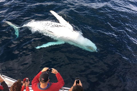 PRIVATE Whale Watching Tour - Up To 11 People In Your Group - C Tourism 1