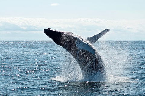 PRIVATE Whale Watching Tour - Up To 11 People In Your Group - C Tourism 0