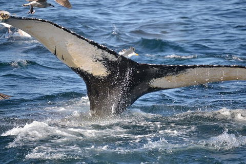 PRIVATE Whale Watching Tour - Up To 11 People In Your Group - C Tourism 2