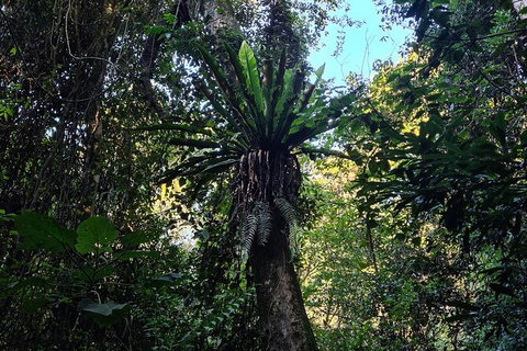 O\'Reilly\'s And Binna Burra Full-Day Tour - Lamington National Park - C Tourism 2