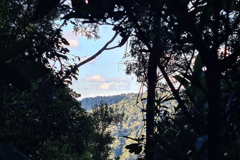 O\'Reilly\'s And Binna Burra Full-Day Tour - Lamington National Park - C Tourism 7
