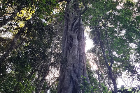 O\'Reilly\'s And Binna Burra Full-Day Tour - Lamington National Park - C Tourism 6