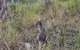 O\'Reilly\'s And Binna Burra Full-Day Tour - Lamington National Park - thumb 4
