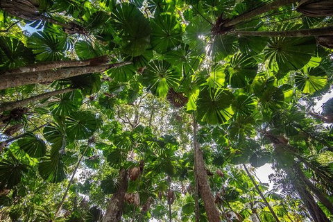 5 Day Australia Retreat: Queensland Daintree - C Tourism 4
