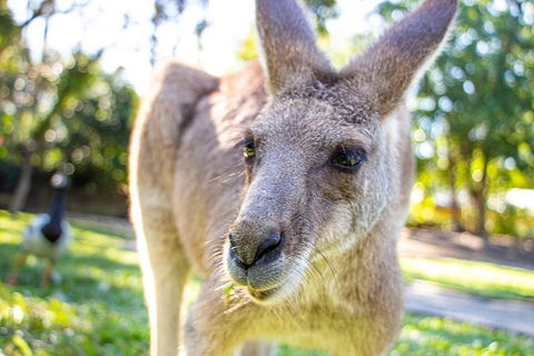 Virtual Interactive Australian Wildlife Tour With Private Guide-Wildlife Habitat - C Tourism 6