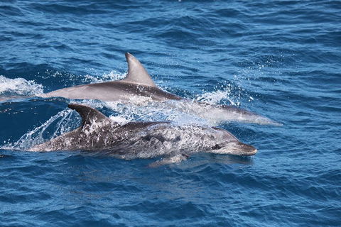 Sandy Straits Scenic & Wildlife Cruise - C Tourism 1