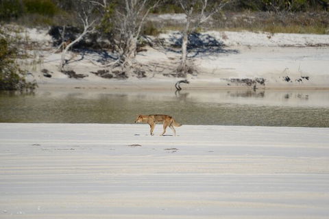 Sandy Straits Scenic & Wildlife Cruise - C Tourism 10