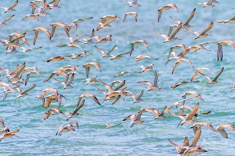 Sandy Straits Scenic & Wildlife Cruise - C Tourism 4