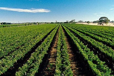 Adelaide Hills Wine Tour - C Tourism 1