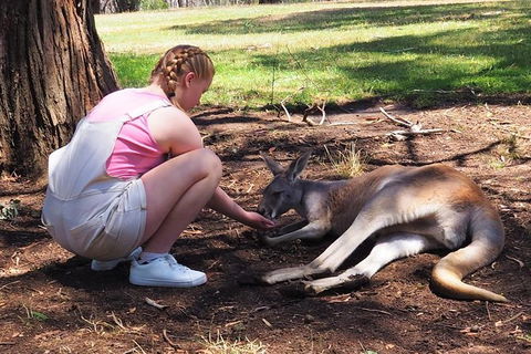 Adelaide Driving Tour - C Tourism 0