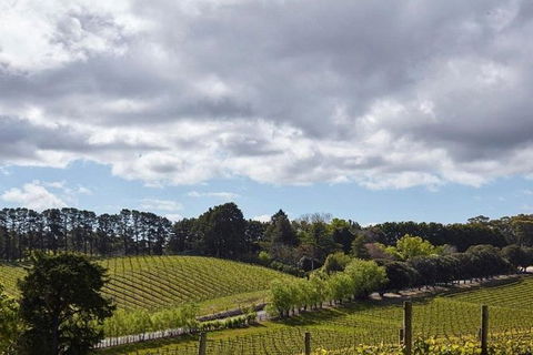 Adelaide Hills Full Day Winery Tour With Tastings - C Tourism 4