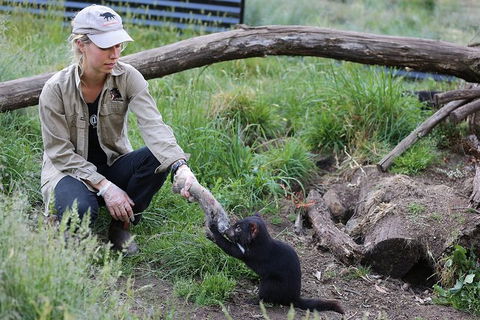 After Dark Tasmanian Devil Feeding Tour At Cradle Mountain - C Tourism 3