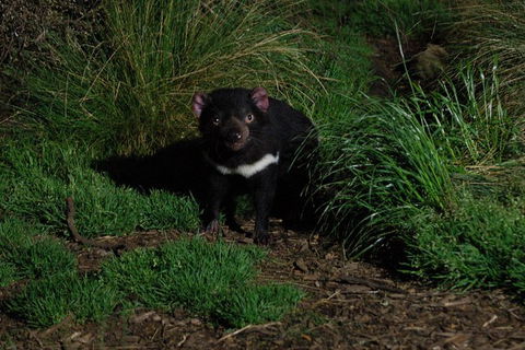 After Dark Tasmanian Devil Feeding Tour At Cradle Mountain - C Tourism 1