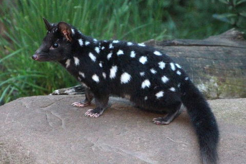 After Dark Tasmanian Devil Feeding Tour At Cradle Mountain - C Tourism 5