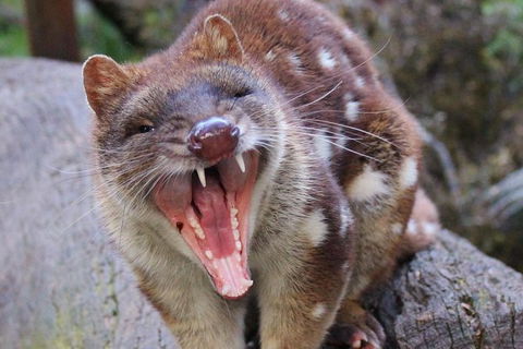 After Dark Tasmanian Devil Feeding Tour At Cradle Mountain - C Tourism 4