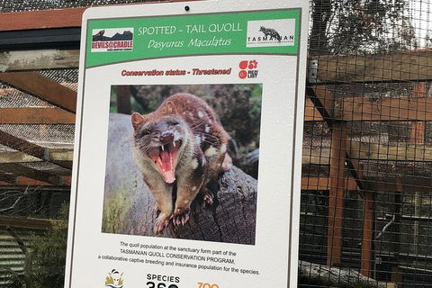 After Dark Tasmanian Devil Feeding Tour At Cradle Mountain - C Tourism 2