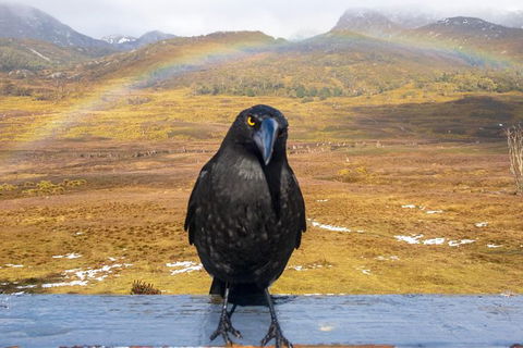 Cradle Mountain Park Explorer - C Tourism 5
