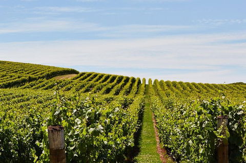 Launceston Wine & Sightseeing Tours - C Tourism 3