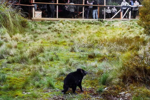 1-Hour Tasmanian Devil Feeding Day Tour At Cradle Mountain - C Tourism 4