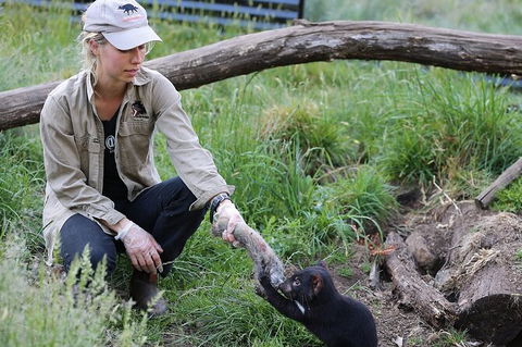 1-Hour Tasmanian Devil Feeding Day Tour At Cradle Mountain - C Tourism 0