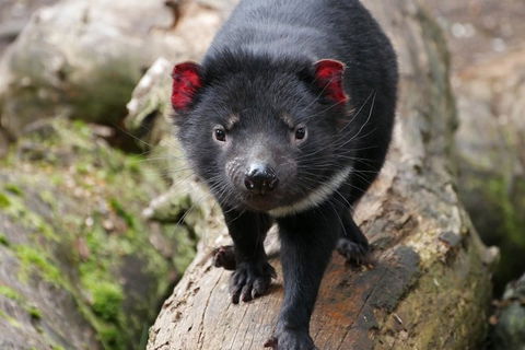 1-Hour Tasmanian Devil Feeding Day Tour At Cradle Mountain - C Tourism 1