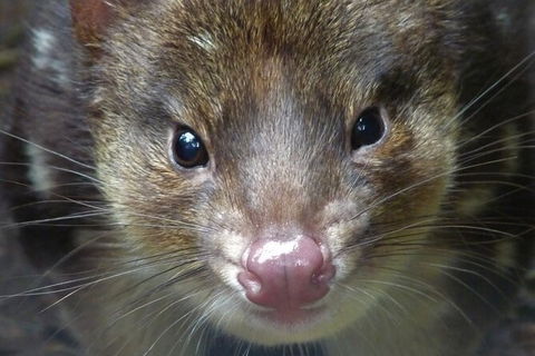 1-Hour Tasmanian Devil Feeding Day Tour At Cradle Mountain - C Tourism 2