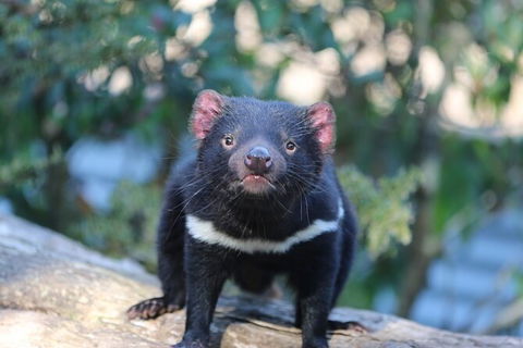 1-Hour Tasmanian Devil Feeding Day Tour At Cradle Mountain - C Tourism 5