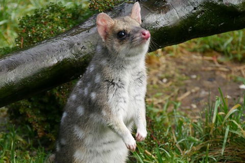 1-Hour Tasmanian Devil Feeding Day Tour At Cradle Mountain - C Tourism 3