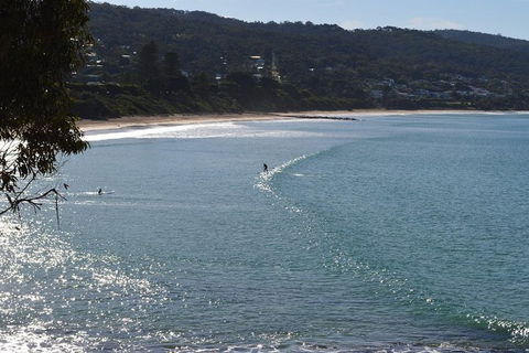 PRIVATE Great Ocean Road Tour And 12 Apostles With Wildlife Spotting - C Tourism 6