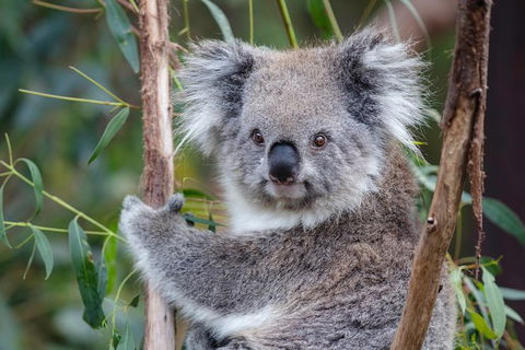 PRIVATE Great Ocean Road Tour And 12 Apostles With Wildlife Spotting - C Tourism 7