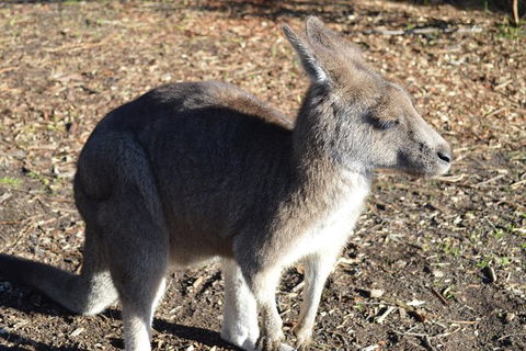 PRIVATE Great Ocean Road Tour And 12 Apostles With Wildlife Spotting - C Tourism 2